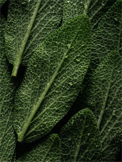 Rosemary & Mint Deep Cleanse Scalp Scrub